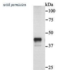 HUABIO 0407-1 image 1