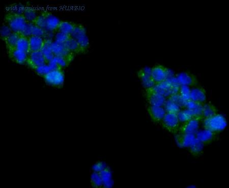 HUABIO 0407-1 image 3