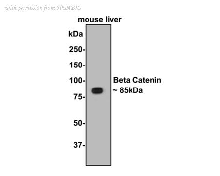 HUABIO 0407-16 image 2