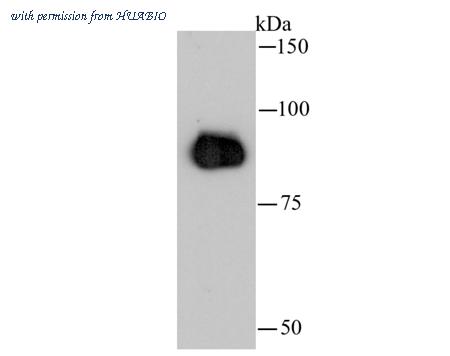 HUABIO 0407-16 image 3