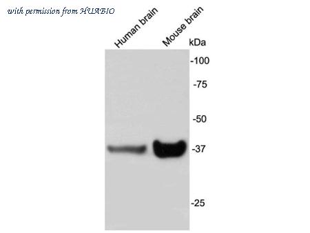 HUABIO 0407-2 image 1
