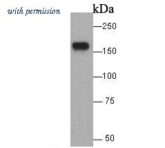 HUABIO 0407-21 image 1