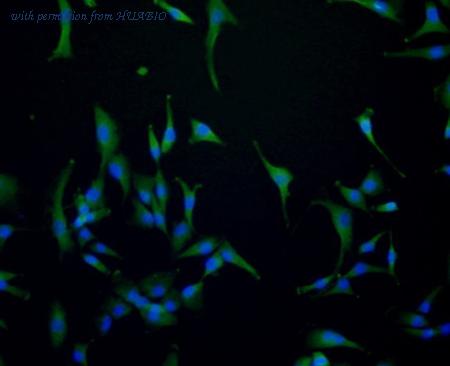 HUABIO 0407-21 image 2