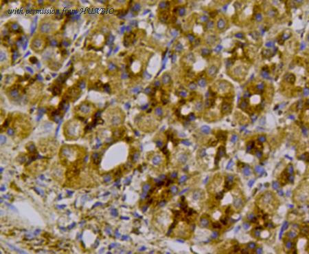 HUABIO 0407-21 image 3