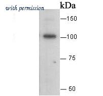 HUABIO 0407-25 image 1