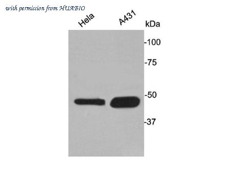 HUABIO 0407-4 image 1