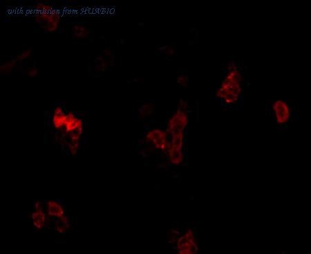 HUABIO 0407-4 image 2