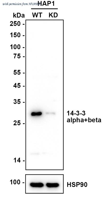 HUABIO 0407-5 image 1