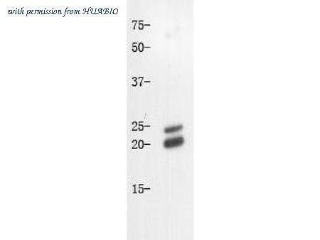 HUABIO 0407-6 image 1