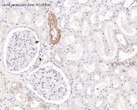 HUABIO 0407-6 image 2