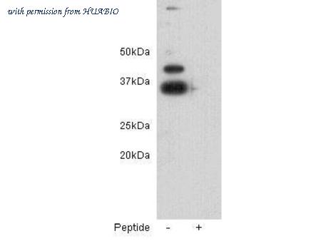 HUABIO 0731-2 image 1