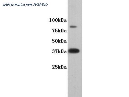 HUABIO 0731-4 image 1