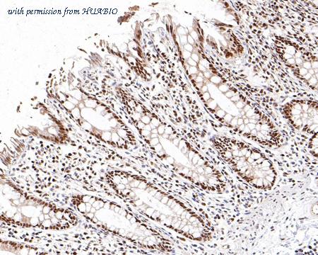 HUABIO 0731-4 image 2