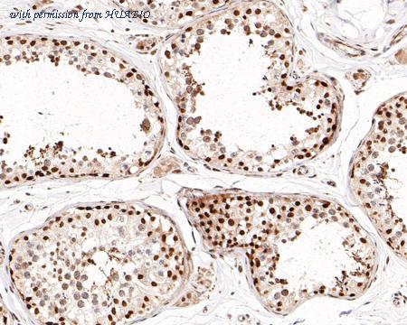 HUABIO 0731-4 image 3