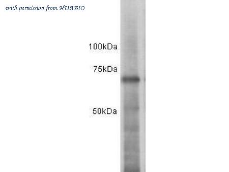 HUABIO 0803-1 image 1