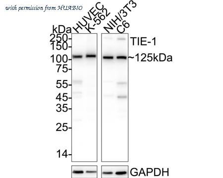 HUABIO 0804-11 image 1