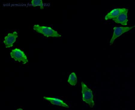 HUABIO 0804-11 image 3