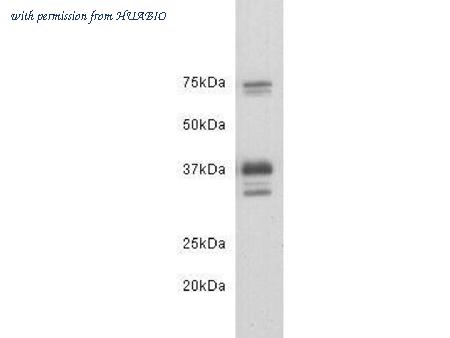 HUABIO 0804-3 image 1