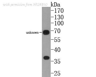 HUABIO 0804-3 image 2