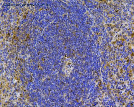 HUABIO 0804-3 image 3