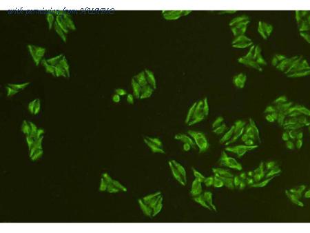 HUABIO 0804-4 image 2