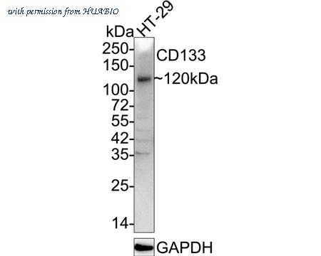HUABIO 0804-5 image 1