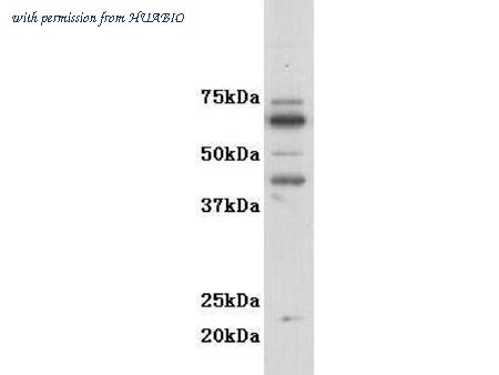 HUABIO 0804-8 image 1