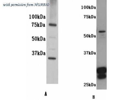 HUABIO 0804-9 image 1