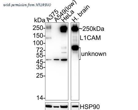 HUABIO 0805-5 image 1