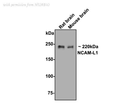 HUABIO 0805-5 image 2