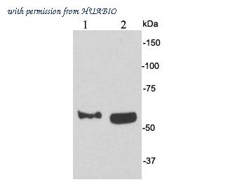HUABIO 0805-6 image 1