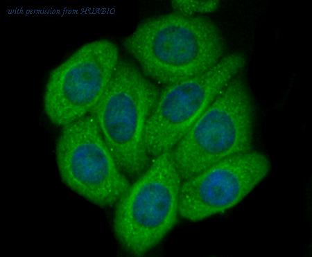 HUABIO 0805-6 image 3