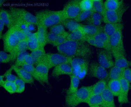 HUABIO 0806-7 image 2