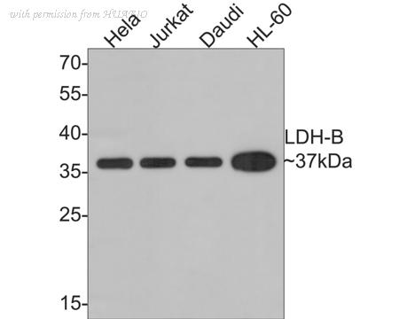 HUABIO 0807-1 image 1