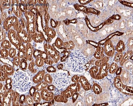 HUABIO 0807-1 image 3