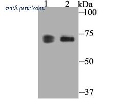 HUABIO 0807-3 image 1