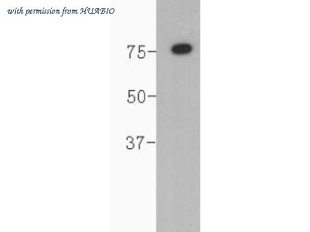 HUABIO 0809-7 image 1