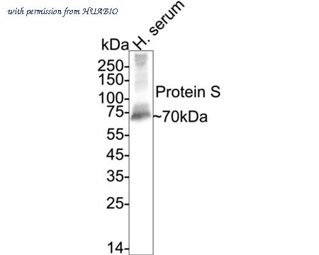 HUABIO 0812-4 image 1