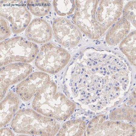 HUABIO 0812-4 image 3