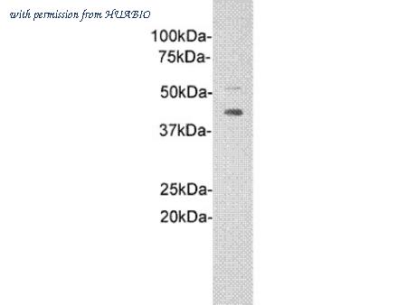 HUABIO 0902-2 image 1