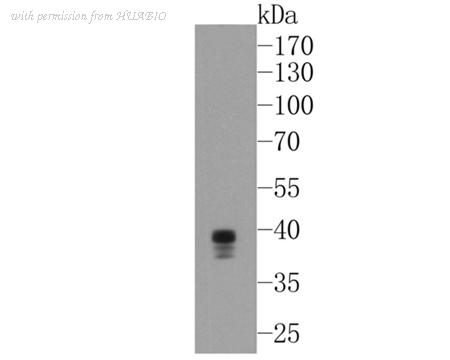 HUABIO 0902-2 image 2