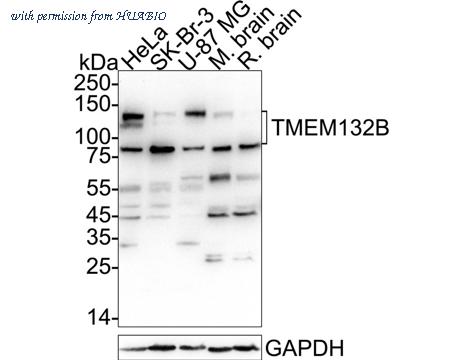 HUABIO 0903-1 image 1