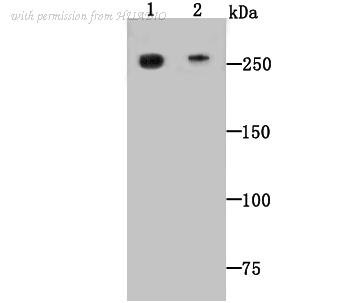 HUABIO 0903-3 image 1