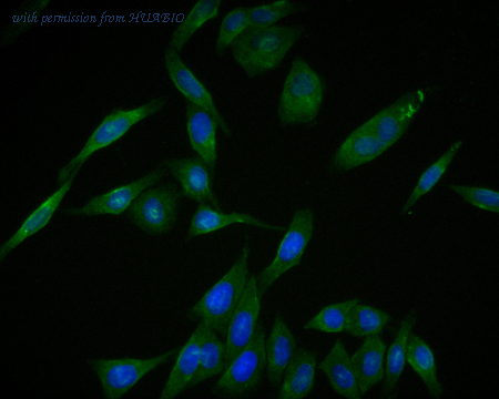 HUABIO 0903-3 image 2