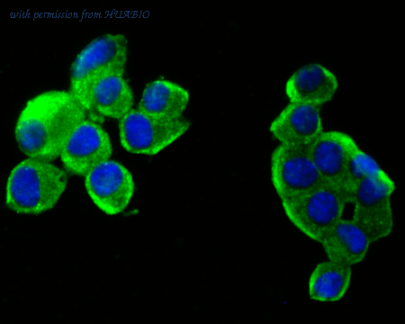 HUABIO 0903-3 image 3