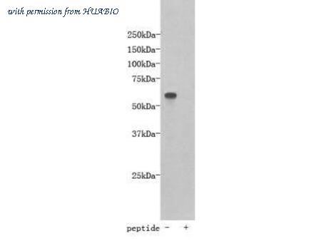 HUABIO 0903-4 image 1