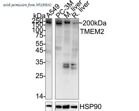 HUABIO 0903-5 image 1