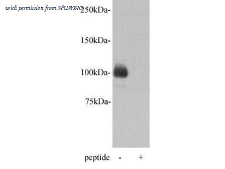 HUABIO 0903-6 image 1