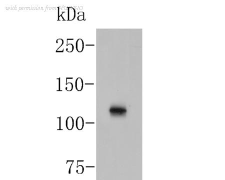 HUABIO 0903-7 image 1