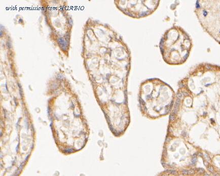 HUABIO 0903-7 image 3